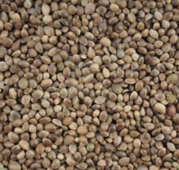 VERSELE LAGA HEMPSEED 20KG 
